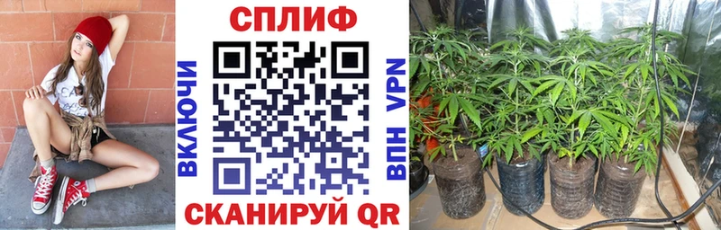 Бошки Шишки марихуана  где купить наркоту  Терек 